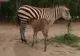 O mare grădină zoologică se închide. Animalele erau în pericol. Cum vor fi salvate