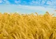 Cioloş: Europa de Est valorifică doar o treime din potenţialul agricol