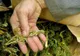 Bărbat reţinut după ce a fost prins cu două kilograme de cannabis, la Ploieşti