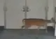 VIDEO FABULOS. O căprioară s-a rătăcit într-un spital 