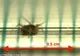 Ghepardul nu mai este considerat cel mai rapid animal terestru din lume. Cine deţine noul record