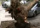 PANICĂ ÎN CAPITALĂ, după VIJELIE: un copac a căzut peste două maşini 
