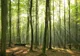 DESCOPERIRE INCREDIBILĂ într-o pădure din Vaslui