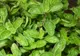 Cele mai puternice antibiotice naturale