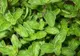 Beneficiul neştiut al unui condiment foarte răspândit 