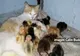 Imagini adorabile cu 25 DE PUI DE GĂINĂ, ADOPTAŢI DE O PISICĂ 