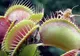 Gradina botanică din România care va avea o seră de plante carnivore 