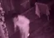 Un tânăr a fost prins în timp ce fura din cutia milei 