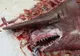 Un pescar a prins o CREATURĂ de 5 metri despre care savanţii NU ŞTIU ce să creadă