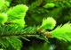 Leacurile din grădină: valoarea terapeutică a MUGURILOR DE BRAD 
