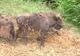 ZIMBRUL S-A ÎNTORS ÎN ROMÂNIA. Carpaţii, repopulaţi cu zimbri la 200 de ani de la dispariţie 