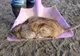 Şobolanii mutanţi, de 60 cm şi rezistenţi la OTRAVĂ, invadează oraşele