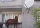 EXPLICAŢIA HALUCINANTĂ a bărbatului care ţinea un CAL pe BALCON