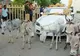Ideea neobișnuită a unui proprietar de Jaguar de 53.000 de lire sterline a şocat un întreg oraş