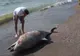 Delfini îmbibați cu FENTANIL și rechini cu COCAINĂ. Oceanul planetar devine un cocktail de stupefiante