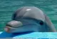 Cruzime extremă: au făcut selfie-uri cu un pui de delfin până când a murit