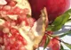 MEDICINA NATURII. ALIMENTELE-MEDICAMENT cu efecte deosebit de puternice pentru sănătate
