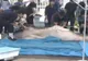 Au capturat o CREATURĂ extraterestră în Marea Japoniei. 1.500 de oameni au rămas ŞOCAŢI