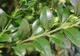 Planta minune care omoară celulele canceroase