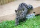 Apariție uluitoare la o grădină zoo din România