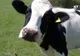 Epidemie de FEBRĂ AFTOASĂ în Europa! Mii de bovine, sacrificate din cauza virusului periculos