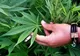 The New York Times pledează pentru legalizarea canabisului 