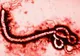 Comisia UE: Riscul apariției Ebola în Europa este foarte redus 