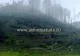 IMAGINI APOCALIPTICE: Pădure distrusă de o tornadă în Suceava