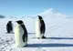 Pinguinii imperiali, amenințați de încălzirea Antarcticii 