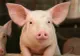 Jaf de tot râsul, la Cluj: patru hoţi s-au înghesuit cu 10 porci furaţi într-un autoturism