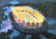 Un nou stadion de 5 stele va fi construit în România