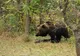 ALERTĂ la o şcoală din Dâmboviţa: URS prins în gard. Elevii, păziţi de jandarmi