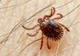Două specii de căpuşe microscopice trăiesc pe feţele tuturor oamenilor