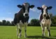 "RĂZBOI COMERCIAL": Rusia limitează importurile de animale din Italia, Bulgaria şi Grecia