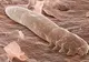 Nu le VEZI fără microscop, dar trăiesc pe pielea TUTUROR oamenilor - VIDEO înspăimântător