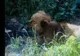 Descoperire fabuloasă făcută de un câine, în curtea unei familii din Petroşani