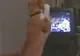 Pisica PASIONATĂ de meciul de box de la TV