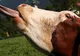 Boala limbii albastre la bovine şi ovine, confirmată şi în două localităţi din Prahova
