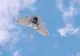 Project Wing. Primele imagini video cu ROBOŢII ZBURĂTORI GOOGLE 