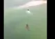 VIDEO: Un bărbat înoată spre mal, urmărit de un crocodil uriaş. Ce se întâmplă apoi este INCREDIBIL
