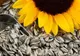 Descoperirea neaşteptată a specialiştilor: de ce TREBUIE să mănânci seminţe de floarea soarelui