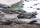 S-a aruncat într-un lac cu 100.000 de crocodili. Ce s-a întâmplat imediat e de neimaginat