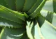 5 PLANTE VINDECĂTOARE pe care trebuie să le ai în casă