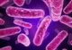 A fost descoperită PRIMA tulpină rezistentă la antibiotice a ciumei care se poate transmite de la om la om