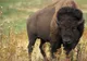 OTRĂVIŢI CU FURADAN. Zeci de BIZONI au murit la o fermă din Bihor