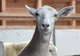 "Capro-oaia", primul animal hibrid rezultat din încrucișarea unui țap cu o oaie 