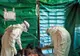 Caz de vindecare de virusul EBOLA. Unde s-a petrecut 