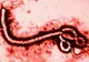 ALERTĂ. Caz suspect de infectare cu Ebola, în Europa