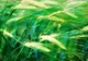 FRESH REFRESH: Orzul verde menţine organismul tânăr 