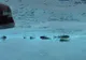 Te-ai întrebat vreodata cum rezistă peștii în oceanul înghețat? Vezi EXPLICAȚIA!